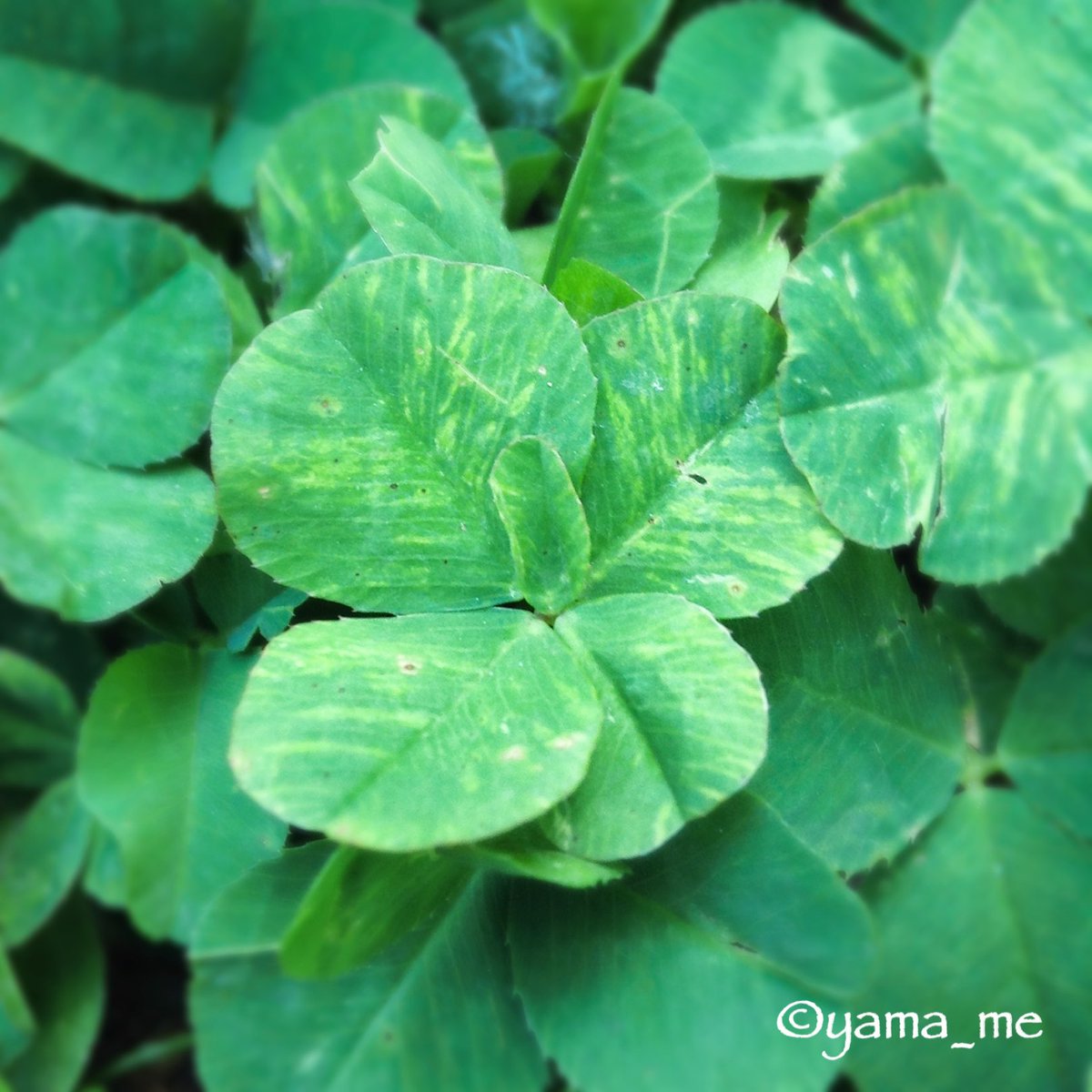 yama_me_do_ob's tweet photo. おはようございます。
良い一日となりますように⭐️
#五つ葉のクローバー
#Fiveleafclover
#Clover
#キリトリセカイ https://t.co/99nrgE3awE