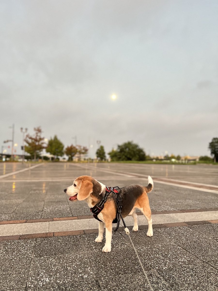 𝔾𝕠𝕠𝕕 𝕄𝕠𝕣𝕟𝕚𝕟𝕘 ☀︎*.｡
まだお月様が出ていました🌕🐶🐾🐾
#ビーグル
#ビーグル小太郎
#beagle