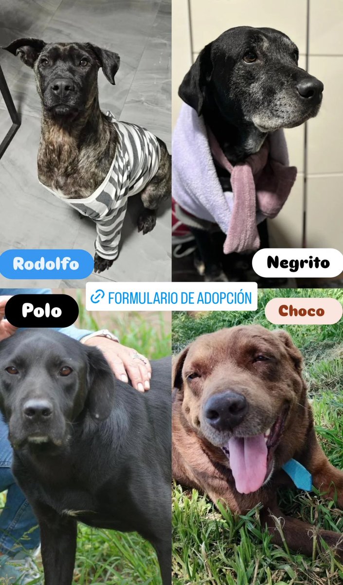📢🐾 Tenemos varios perritos esperando su oportunidad de ser amados para siempre 🏡💖
Cada uno con su historia, con sus ojitos llenos de esperanza y con ganas de tener una familia que les dé el lugar que tanto merecen.❤️

docs.google.com/forms/d/1MU_wz…