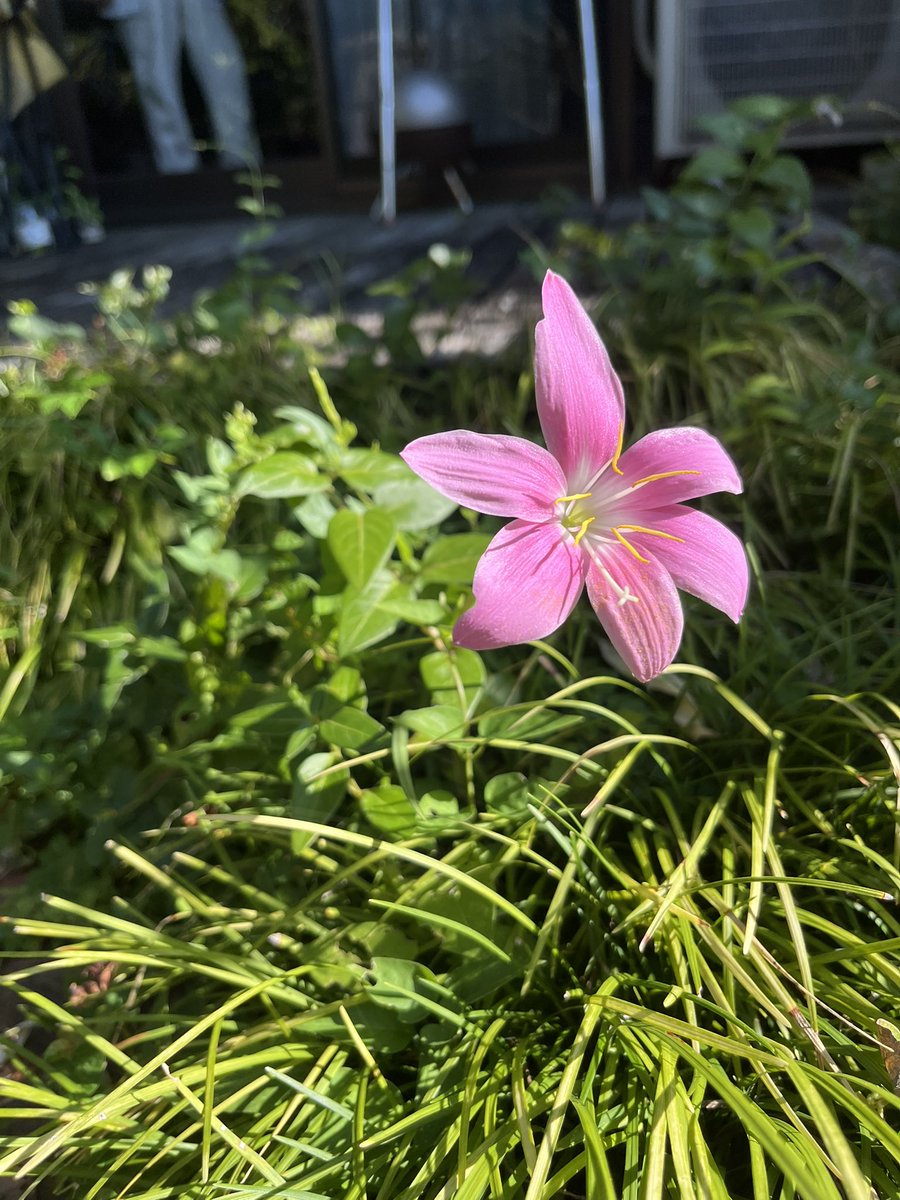 |ｮ'ω'〃)おはようございます♪
ナルディ地方☀️

昨日の蕾が咲きました！
サフランモドキという花らしい
ヒガンバナ科で6月から9月に咲く球根とか
いやいやいや💦
植えてないから…
春に草を取って庭を掃除しただけ

それにしてもキレイなぴんく😍
秋に咲く花もいい

#企業公式が朝の挨拶を言い合う