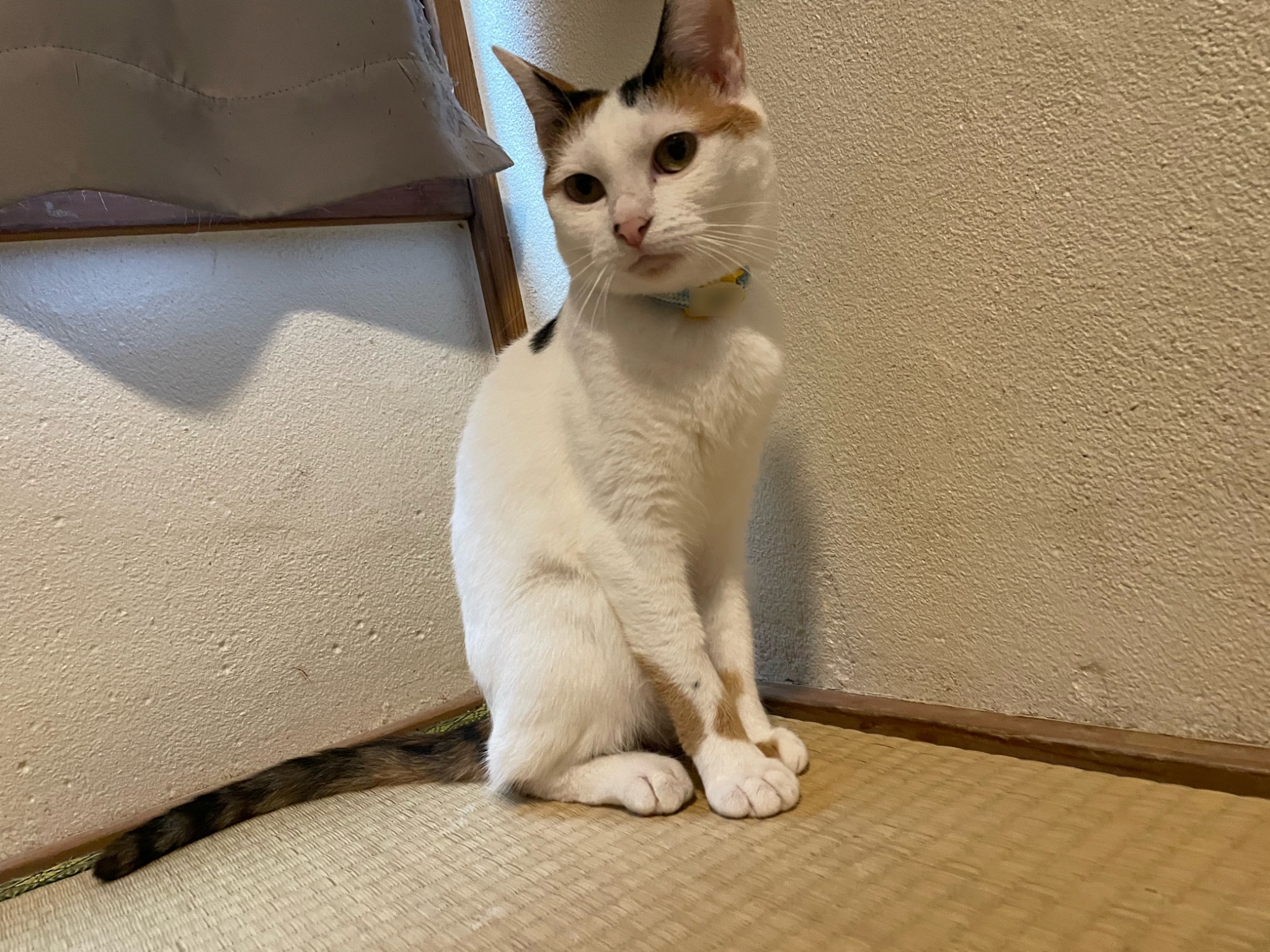 にゃんちくだいすきくらぶ on X: 