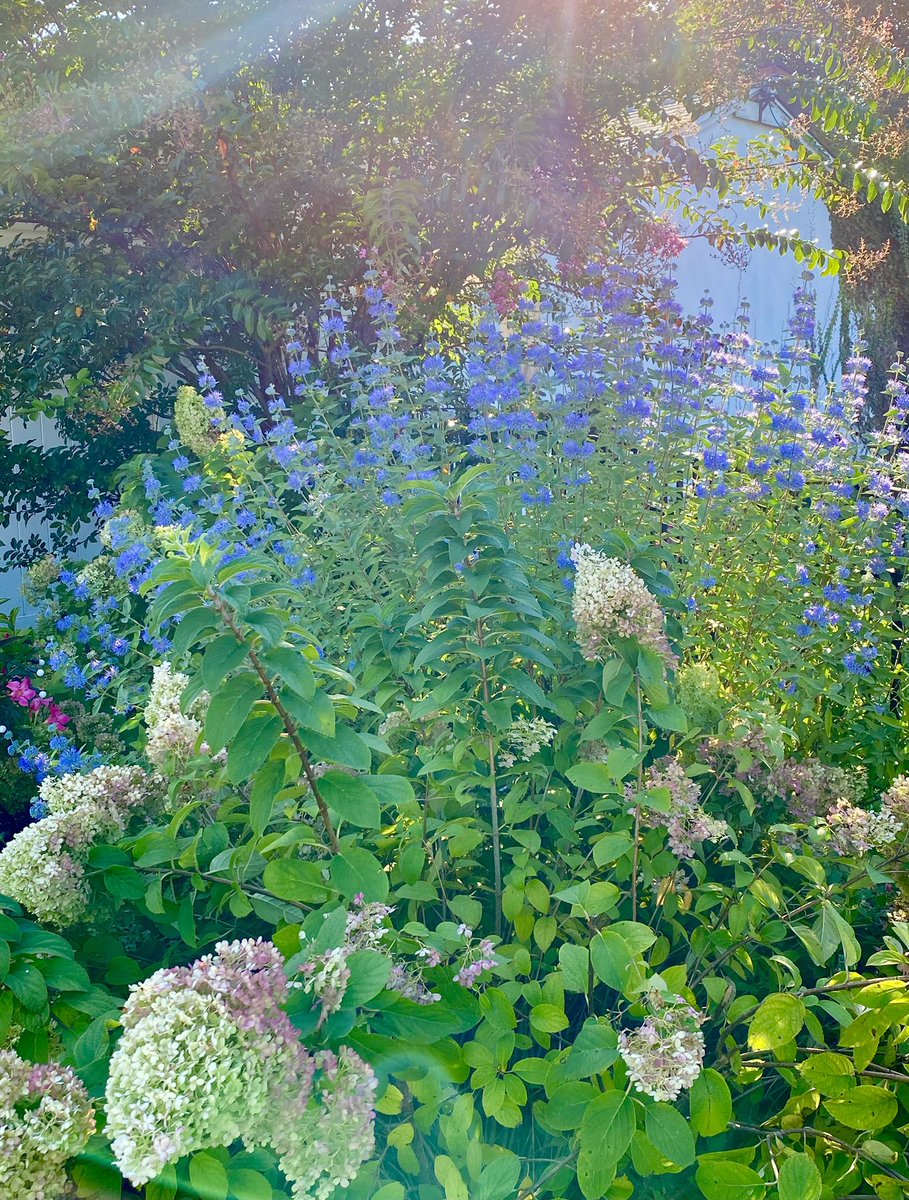 OnlyinBucks's tweet image. Our #bluebeard literally grew 6 feet overnight! #garden #caryopteris #perennials