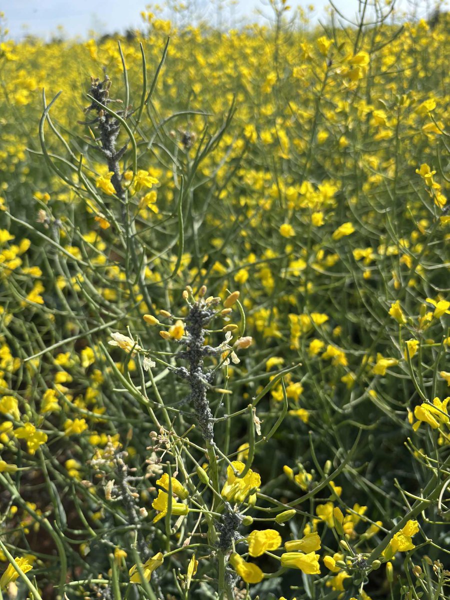 We have had bees on the canola at the Fettell Centre in the RiskWi$e N Banking site. We are checking for aphids and only spray insecticide after dark to protect pollinators. 🐝

#RiskWise #GRDC #CSU #NitrogenDecisions #CWFS
