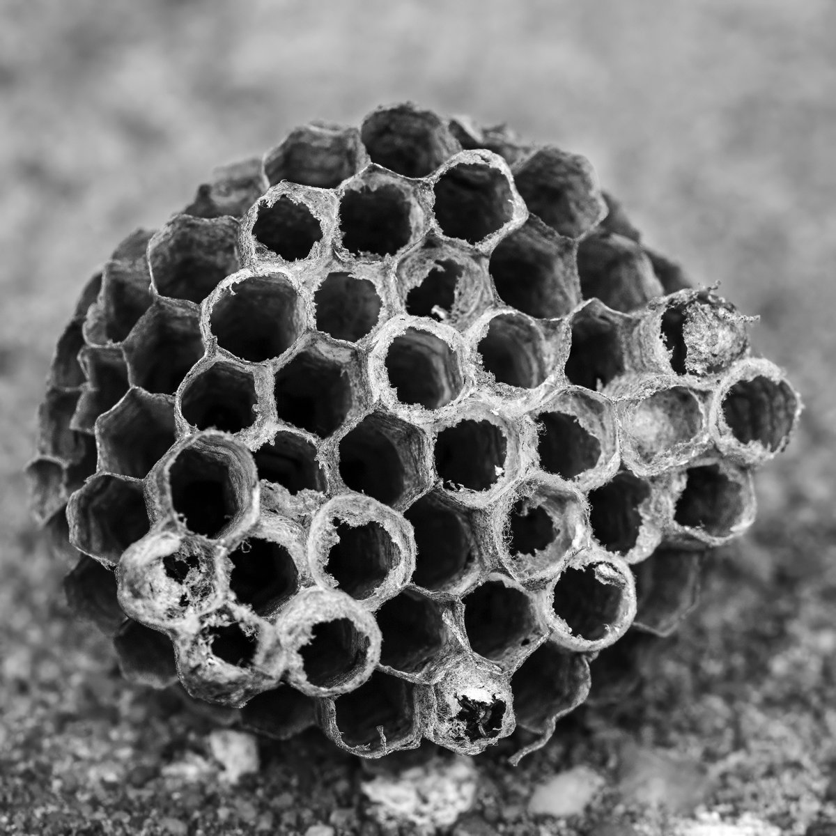 stew_ab's tweet image. Empty nest