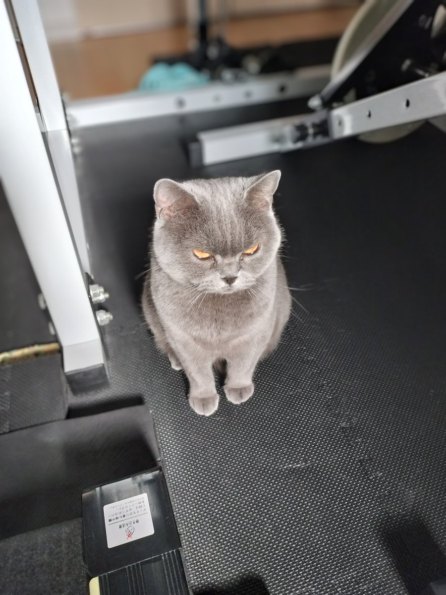 強烈ナ西日ニモマケズ。
#猫 #ブリティッシュショートヘア