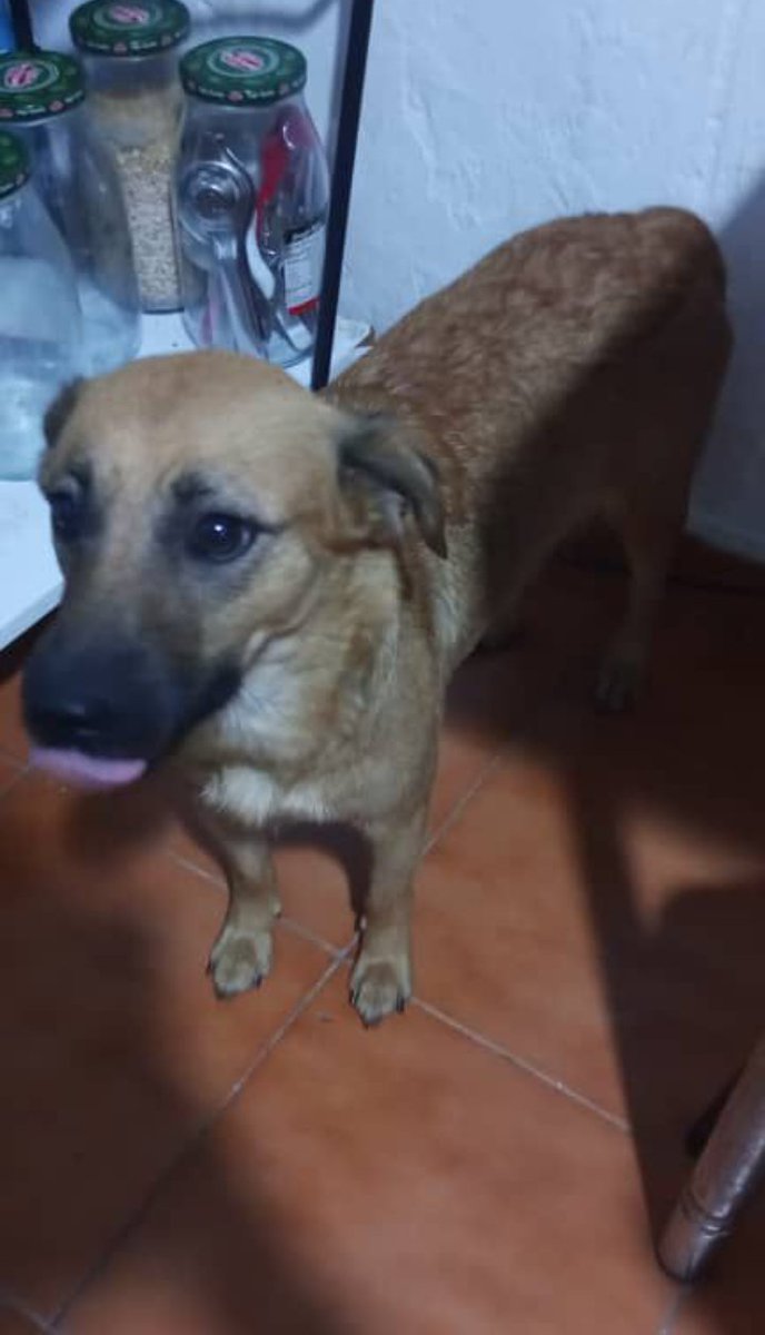 anacerpe's tweet photo. Ella es Atena, iba ser esterilizada el hoy, seescapó, la última vez que la vimos fue en los próceres, está desorientada el dueño ni siquiera la pudo agarrar Estamos preocupados por si se la lleva un carro está puro corriendo número de contacto 04241240021 llamar por favor!!!! https://t.co/ikFzyfqKvV