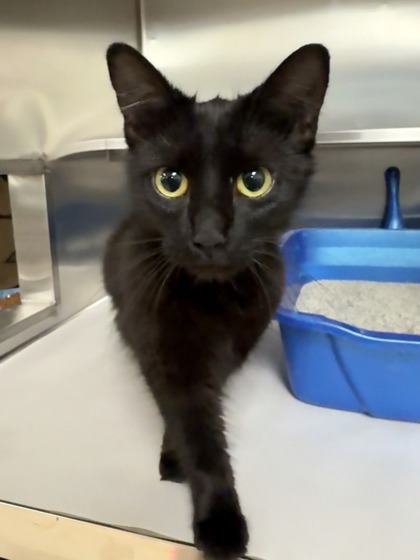 PetfindToronto's tweet image. #DUNDAS #SPADINA  Pls RT2unite #FOUND #CAT- 05-Sep-25 #Toronto Animal Services A1015981 #PUBLIC L&amp;amp;F 416-338-7297 BLACK DSH M/?Age