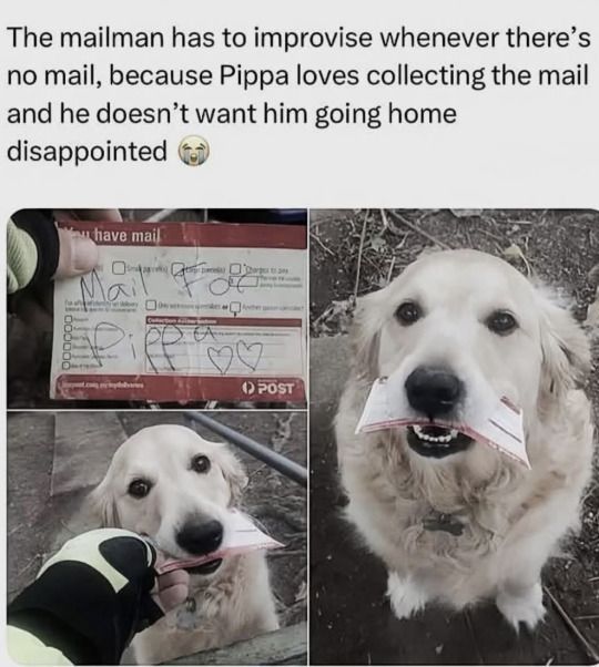 contextdogs's tweet image. 