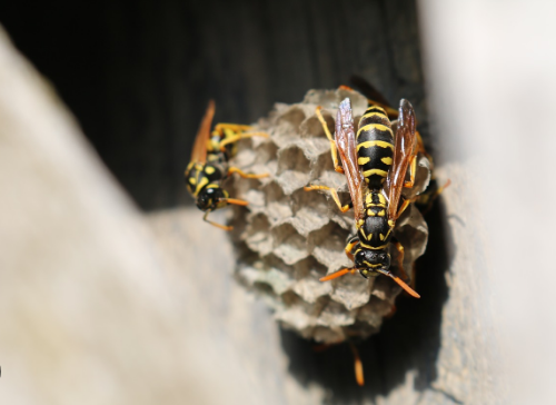 guardpestcntrol's tweet image. 🚫 🐝 Don’t DIY a wasp nest!
 Bee and wasp nests can be dangerous to remove without proper equipment.
 We handle it safely and humanely so you don’t risk a sting. 
📞 Call the pros instead.
 #WaspRemoval #SafeBeeRelocation #NoMoreStings #PestSafety 🐝🚫👷‍♂️