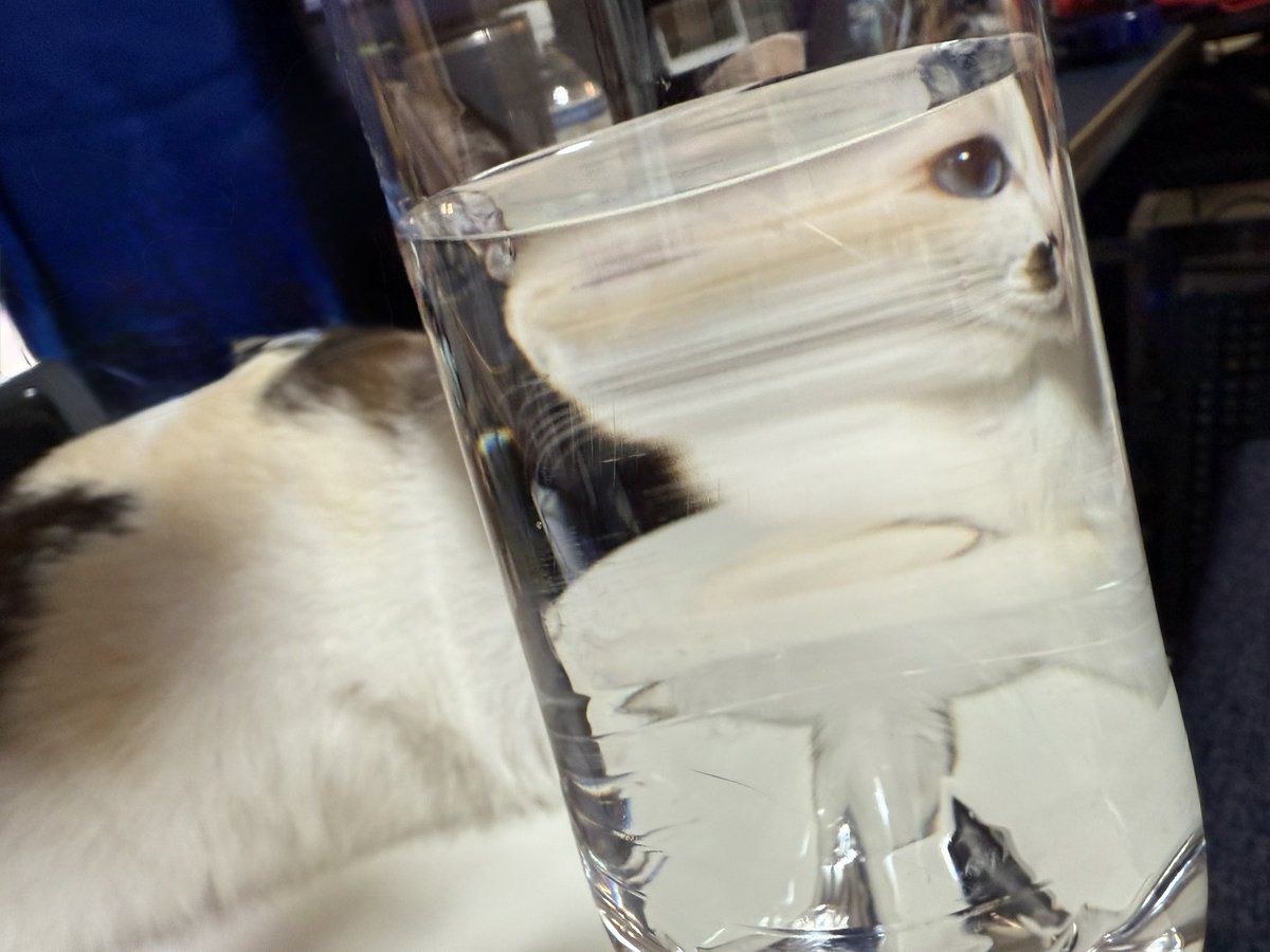 炭酸水越しのわたしの猫

#猫のいる暮らし #猫好きさんと繫がりたい𓏲