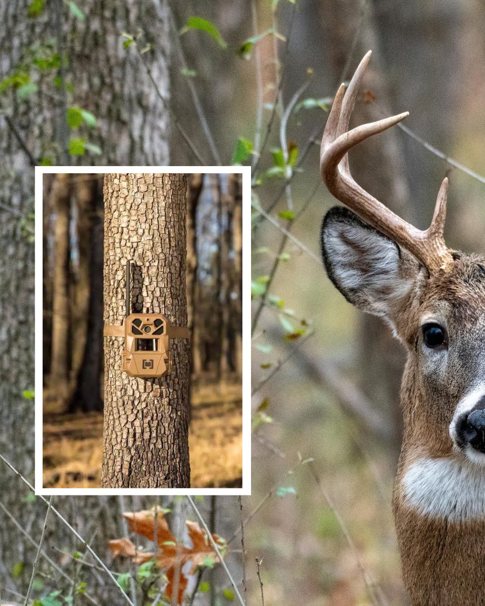 Bowhunter tweet media