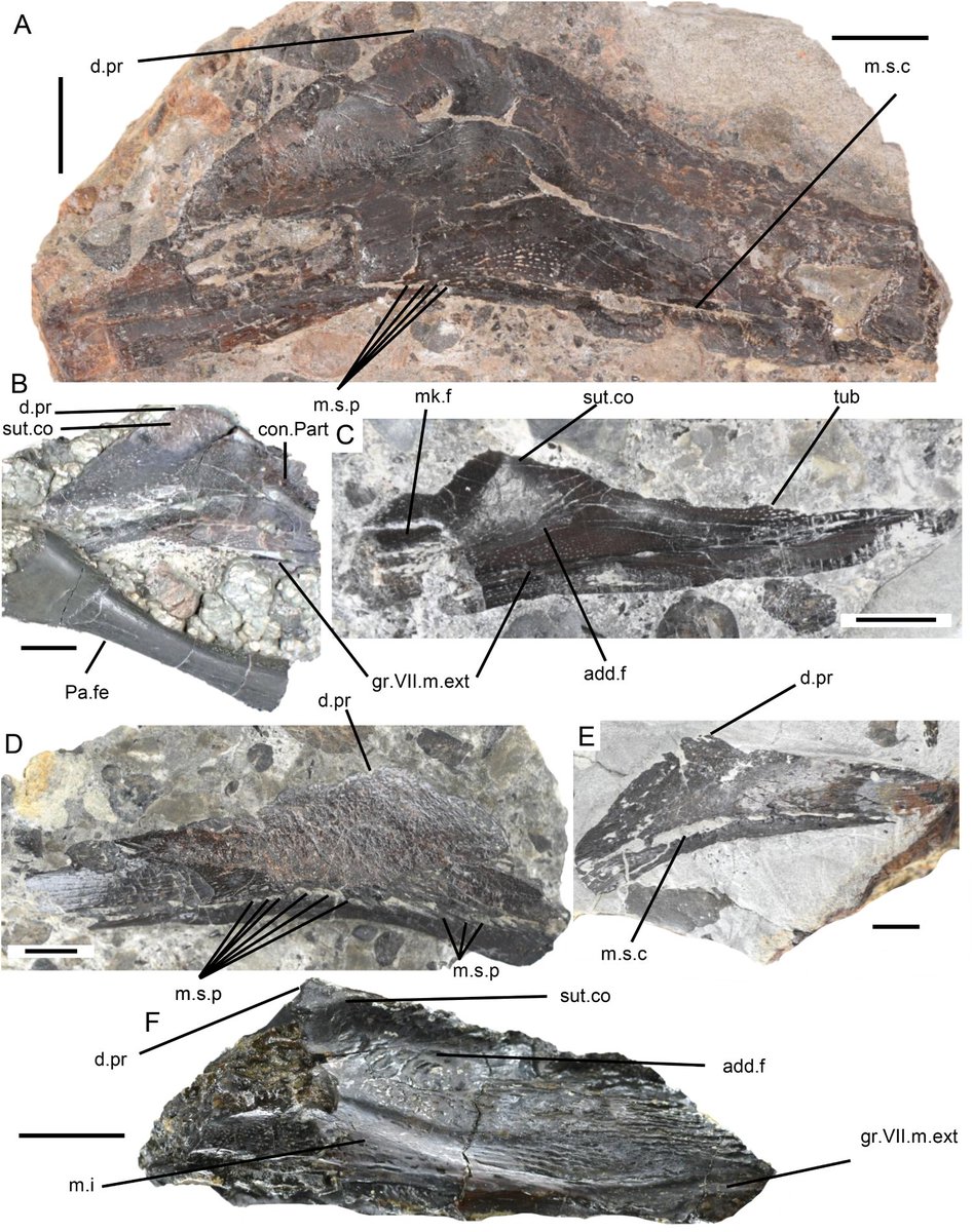 PabloTorino4's tweet photo. A new collaboration with British colleagues just published yesterday. This time a thorough review about the record of #coelacanth fishes from the British Rhaetian, led by Jacob Quinn.

Thank you very much for this invitation!

https://t.co/E1YZKMYtqo https://t.co/gF8cFIuINP