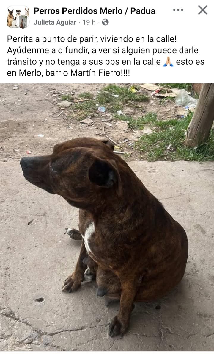 Perros de Merlo (@perrosdemerlo) on Twitter photo 