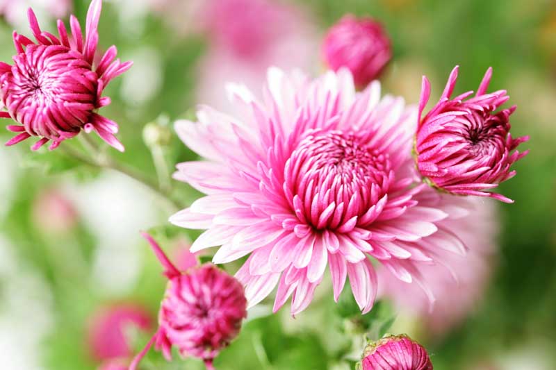 今日の花は菊ピンクの
菊が可愛いかったので😊
花言葉は「高貴，高潔」
（色によって違うかも?）