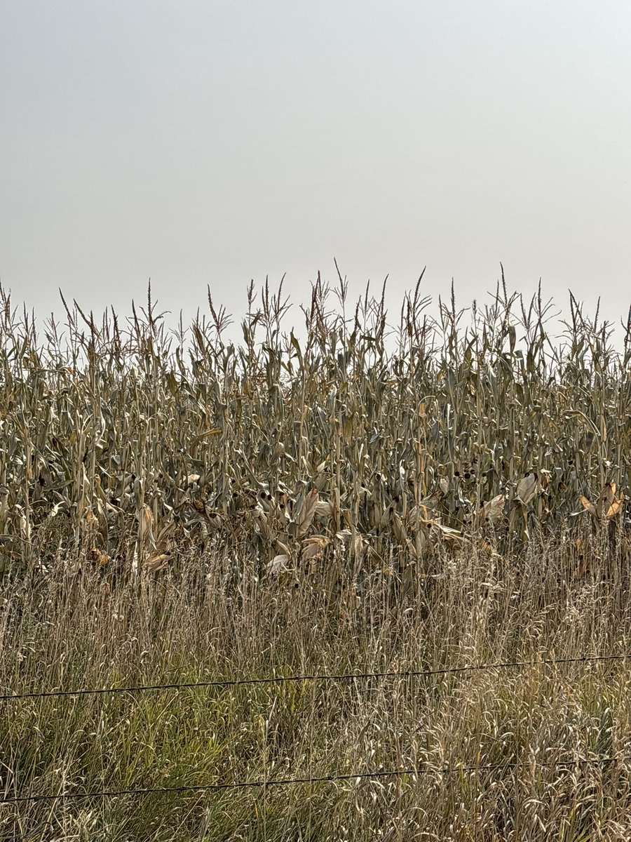 Corn in western North Dakota got frosted this weekend
