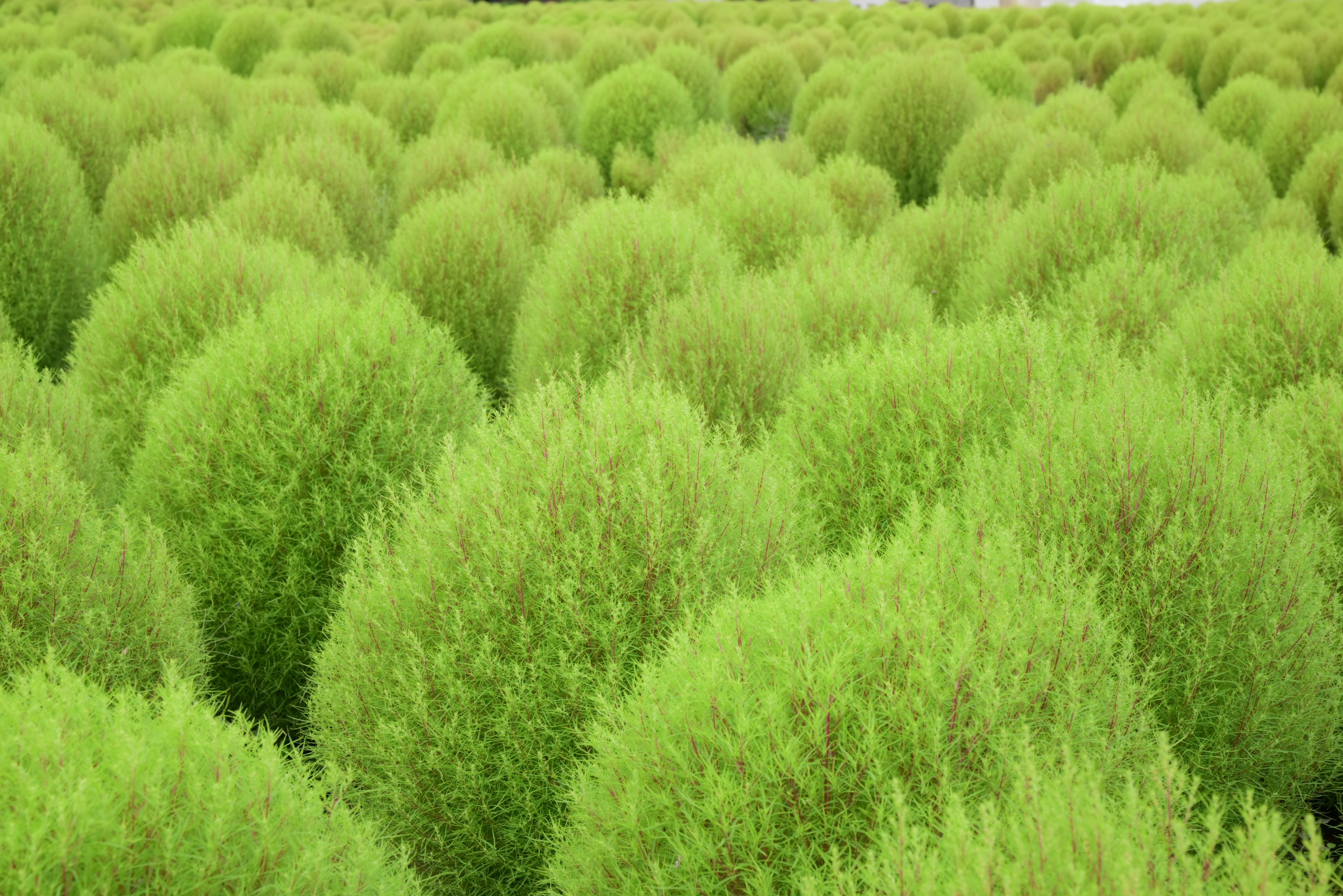 国営滝野すずらん丘陵公園 on X: 