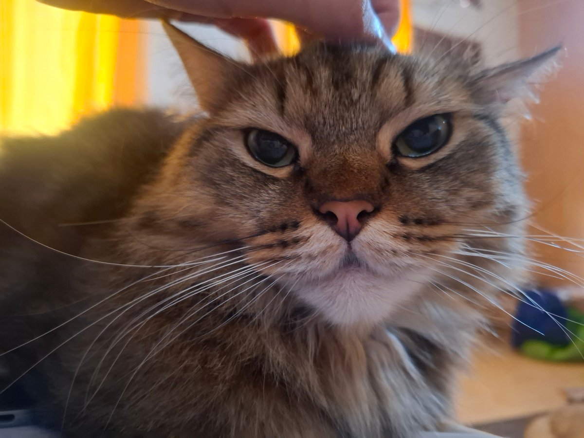 supepeng tweet media