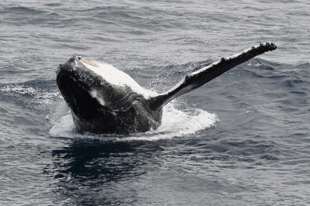 Jmsdf_tshq's tweet image. 🌊洋上訓練中🌊

なんと👀❗️くじらが目の前にやってきました🐳
航海中ならではの光景です🚢

#練習艦隊 #遠洋練習航海 #実習幹部 #かしま #しまかぜ #海上自衛隊