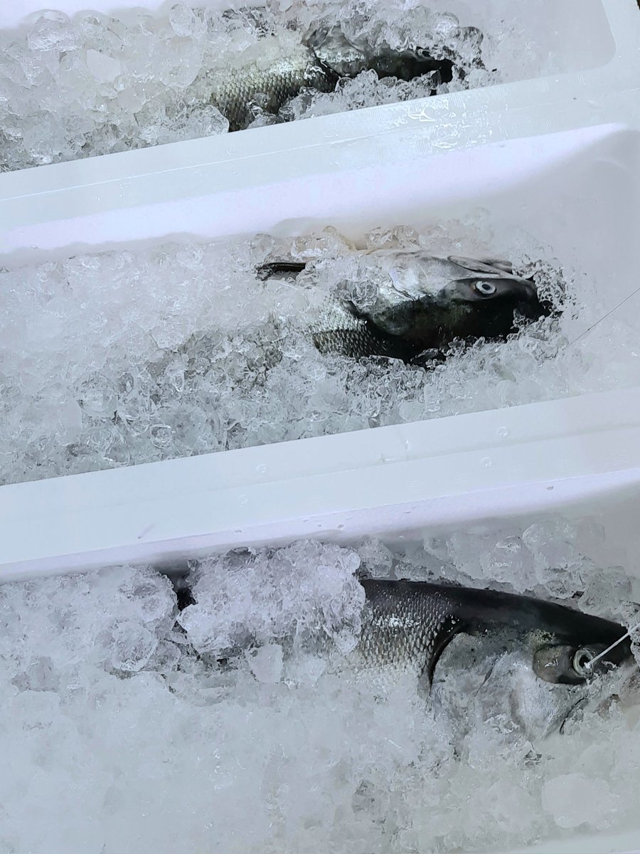 uoya_twi's tweet image. 9月9日は #重陽の節句 そして
#食べものを大切にする日

鮭のまち村上では、かつて
米が不作の年には
鮭によって命を救われてきたといわれ
一尾の鮭を活かしきろうと
様々な鮭料理が生まれました

捨てない、残さないで
美味しく食べきり
健康な毎日を過ごしましょう🎶

#健康長寿 #無病息災 #鮭