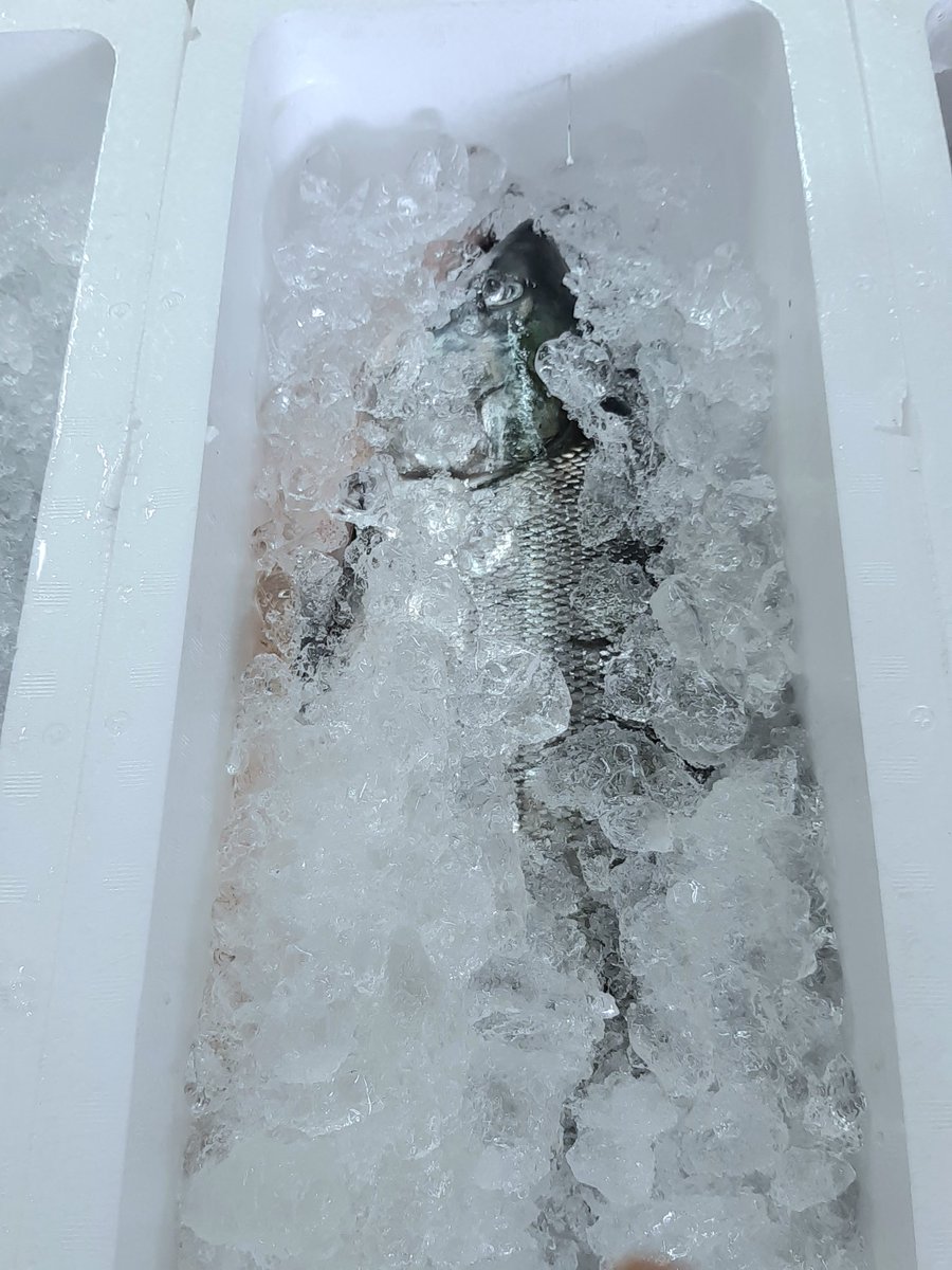 uoya_twi's tweet image. 9月9日は #重陽の節句 そして
#食べものを大切にする日

鮭のまち村上では、かつて
米が不作の年には
鮭によって命を救われてきたといわれ
一尾の鮭を活かしきろうと
様々な鮭料理が生まれました

捨てない、残さないで
美味しく食べきり
健康な毎日を過ごしましょう🎶

#健康長寿 #無病息災 #鮭