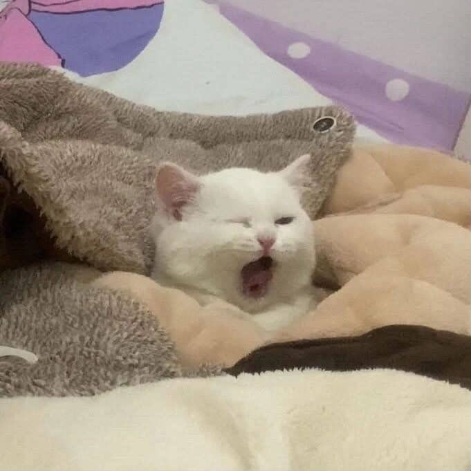 Coach Travis tweet media