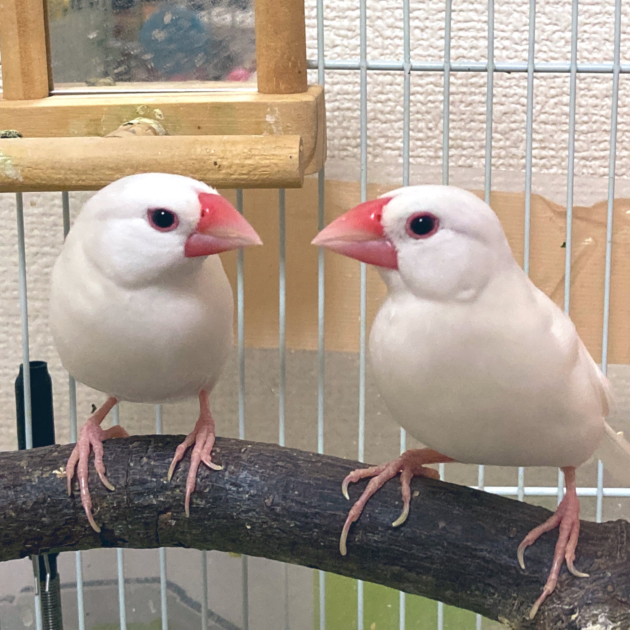 太った鳥 シマエナガ😊 . 膨らみ過ぎですねー . #シマエナガ