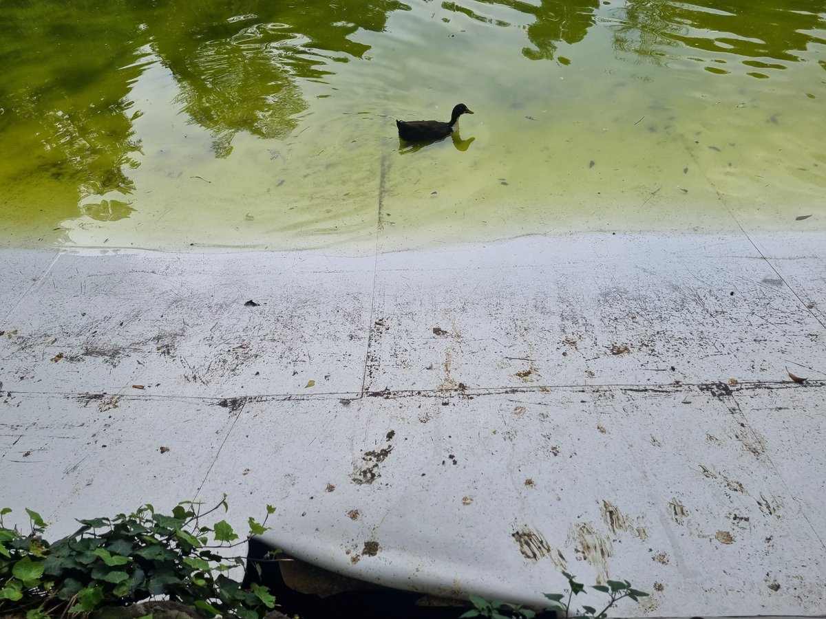 vanefarjat's tweet photo. @Parque_Mexico El día de hoy por segunda vez me toco ver como un patito bebé se fue por uno de los hoyos que ya tiene la lona del lago de los patos y lo más triste que los dejan morir ahí porque nadie responde por el cuidado de estos y se lavan las manos diciendo que ya reportaro https://t.co/CDhs4wGXkc