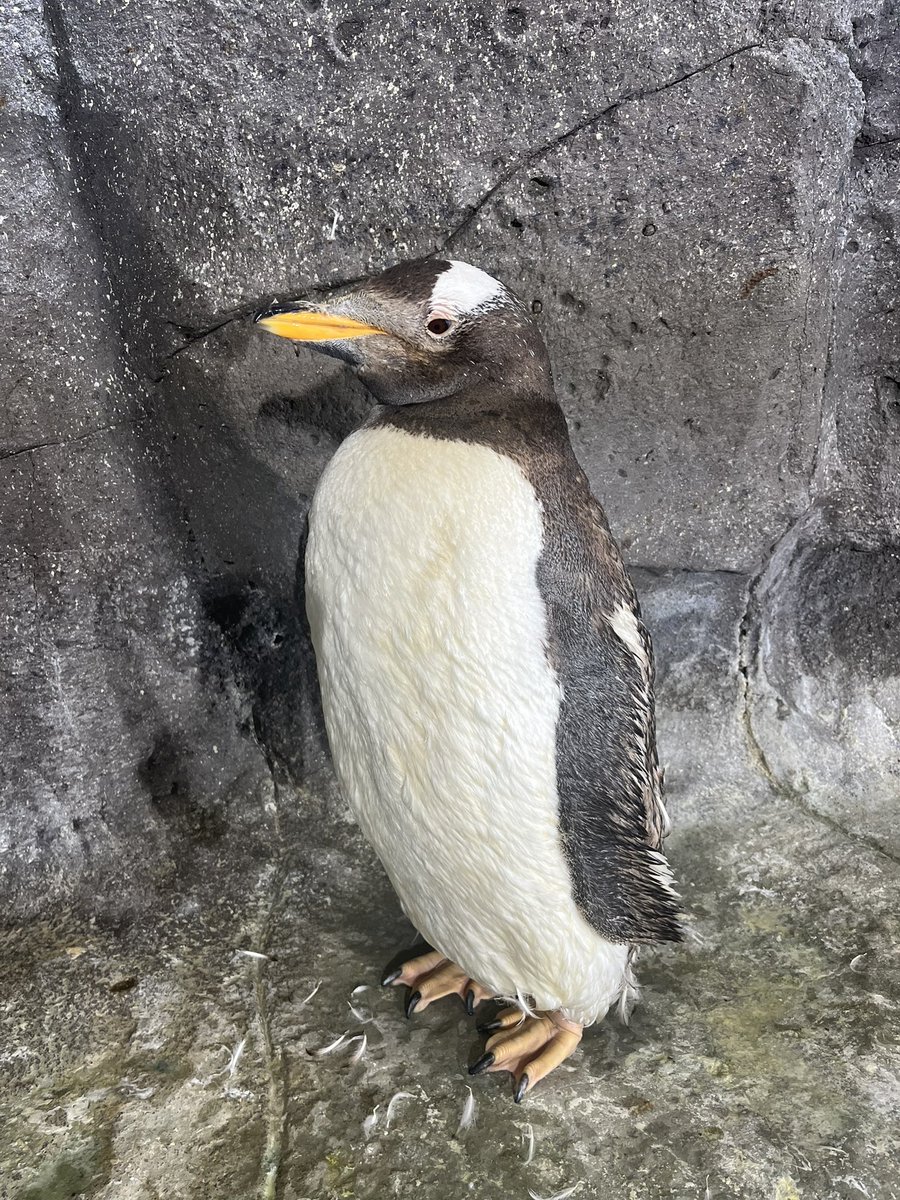 #ジェンツーペンギン にも
換羽の予兆。
ちょいモフ。
#福山市立動物園
#ペンギン