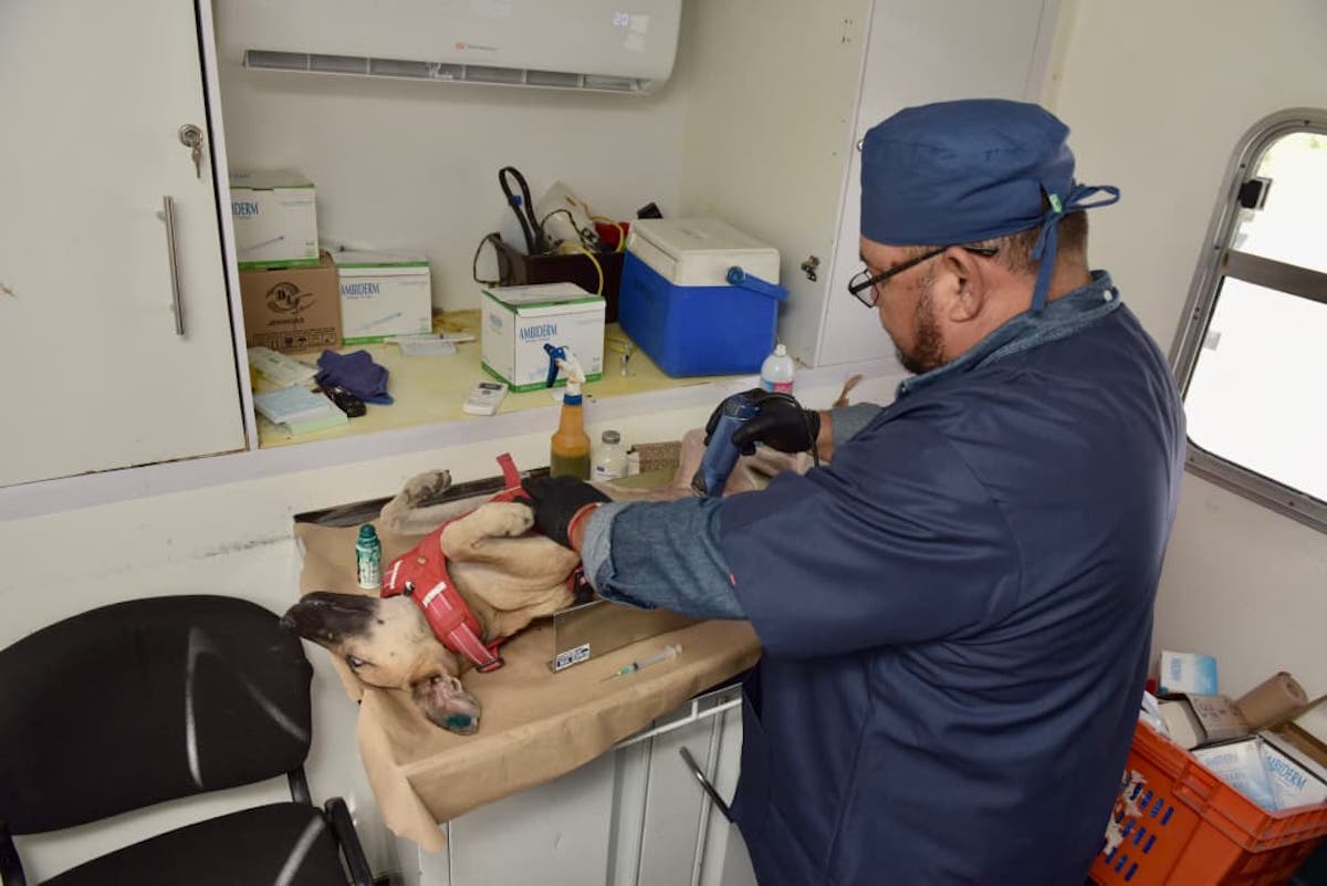 Llevará Ayuntamiento de Hermosillo esterilizaciones gratuitas a Vista Real y Las Minitas 
<a href="/HermosilloGob/">Gobierno de Hermosillo</a> <a href="/tonoastiazaran/">Antonio Astiazarán</a> <a href="/PalafoxDavid/">David Palafox</a> <a href="/hoyosjorge01/">Jorge Manuel Hoyos</a> #Hermosillo 
elportaldelagente.mx/2025/09/llevar…