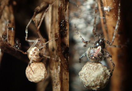 Taxonomic notes on a comb-footed #spider, #Yunohamella #mneon (Bösenberg &amp; Strand, 1906), stat. rev. (#Araneae: #Theridiidae) in East #Asia
#taxonomy
doi.org/10.11646/zoota…