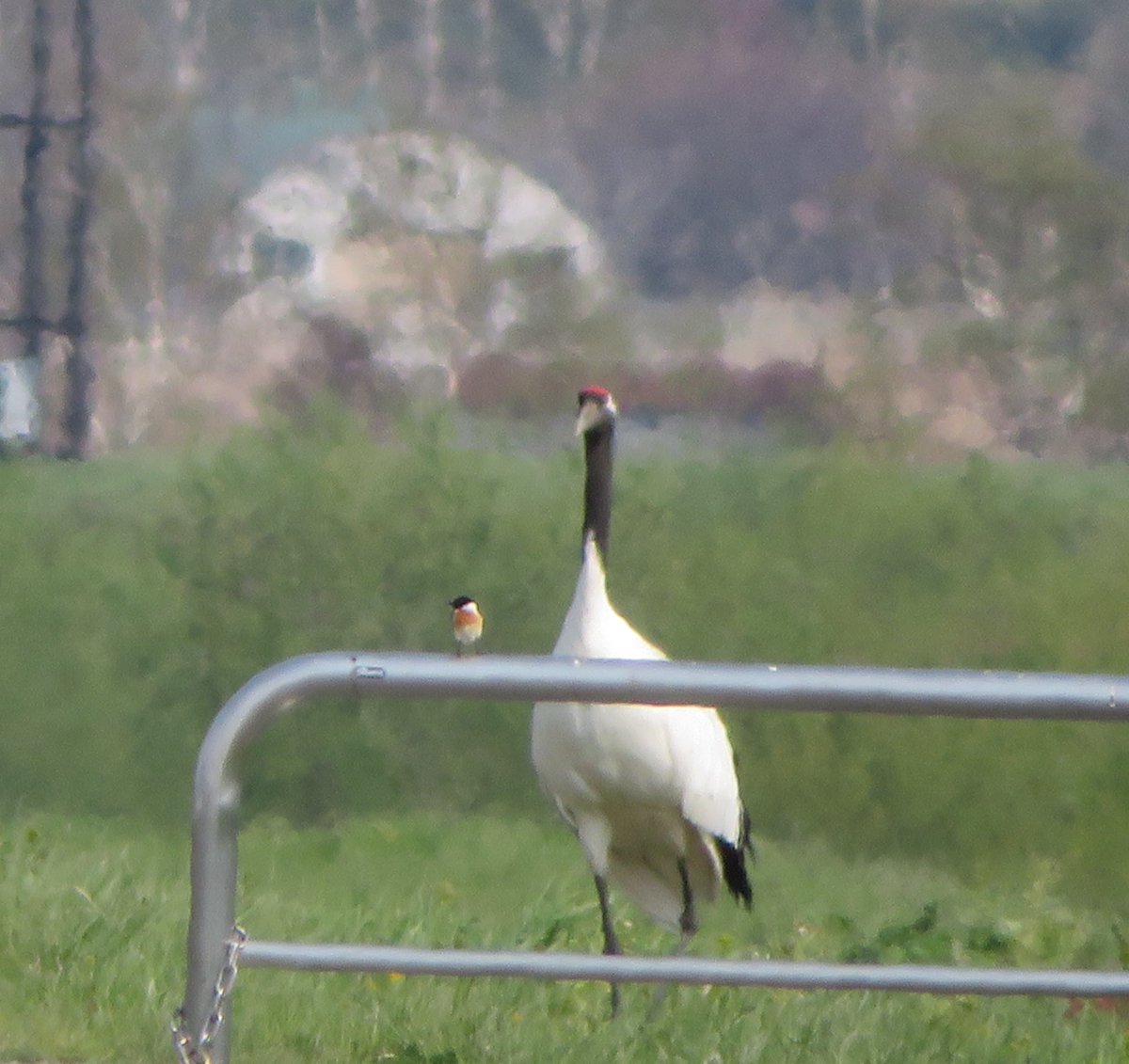 #これを見た人は2ショットを貼れ
丹頂鶴を撮ってたら、たまたま写り込んでたノビタキ。後から気付く。