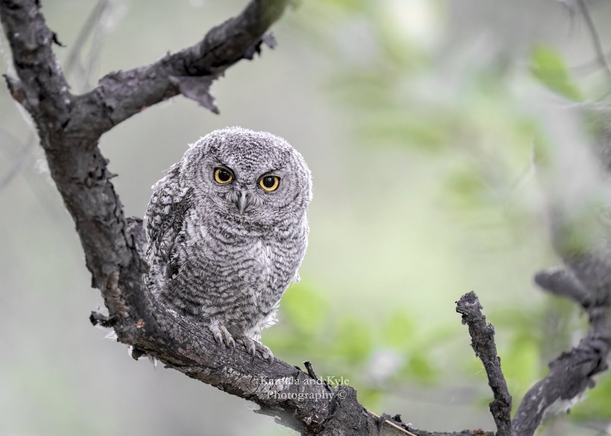 An Eastern Screech-owlet examining us closely!
A pretty cool experience, considering these owls are exceptionally rare in Alberta!

#2026Calendar #easternscreechowl
#easternscreechowls #Megascopsasio #screechowl
#screechowls #albertabirds #birdsofalberta
#albertararebirdalert