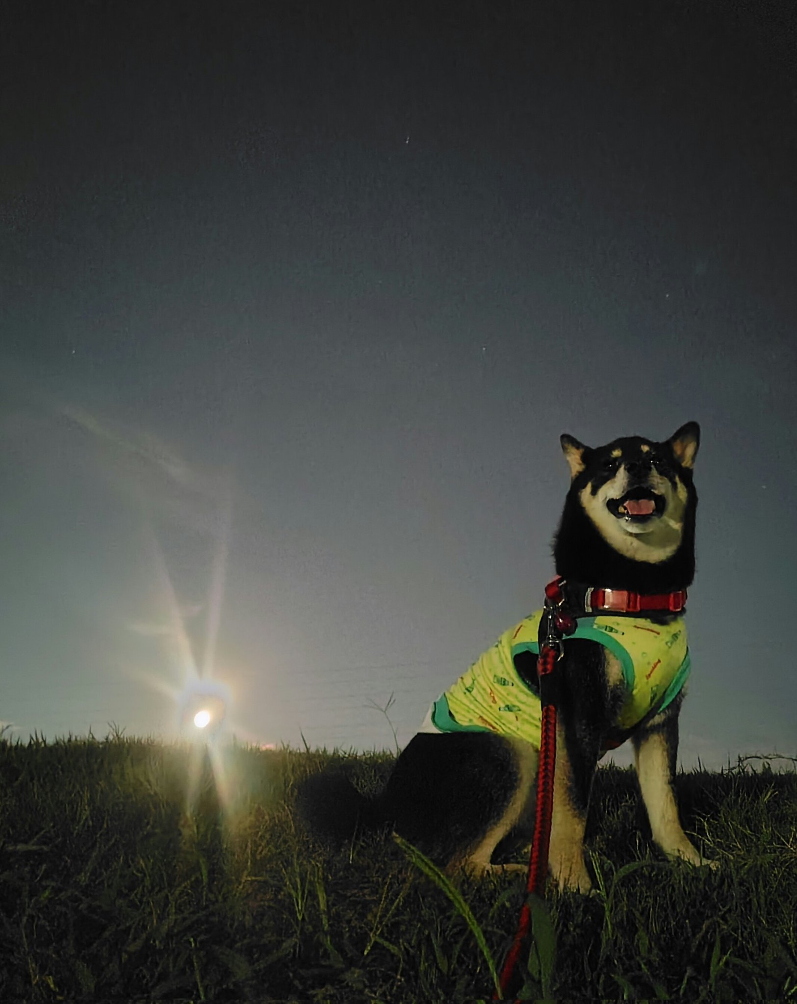 しば犬です。私の汗と涙が染み付いています。 mqdefault.jpg
