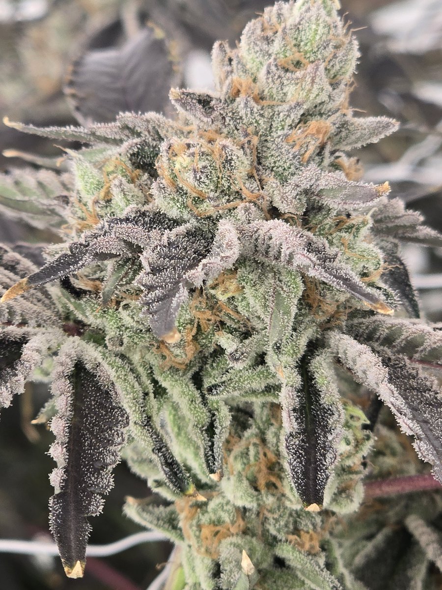 ZUKI
Love you long time
🍭⛽🍭⛽🍭⛽