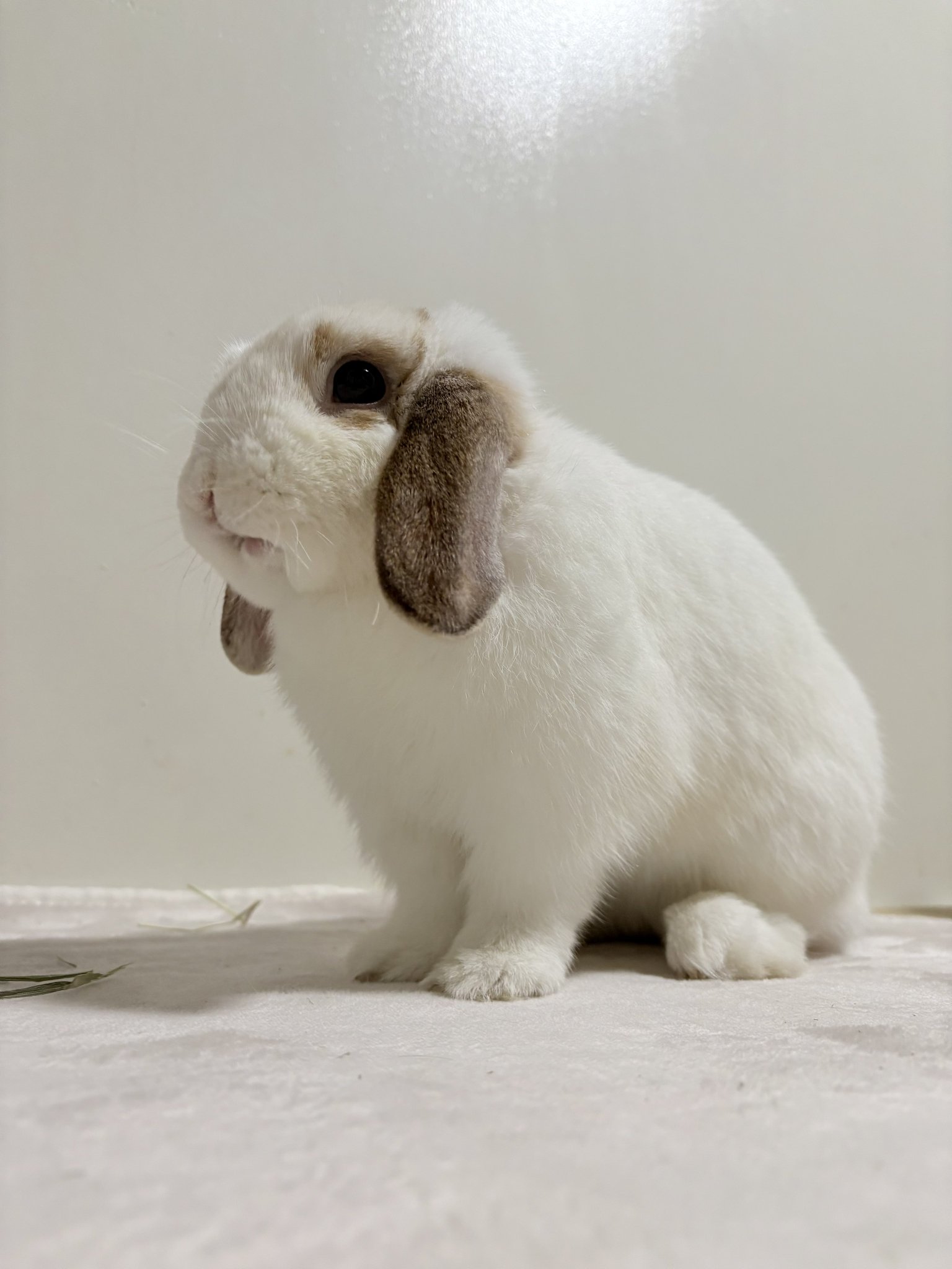 うさぎ うさぎのうい🐰 on X: 