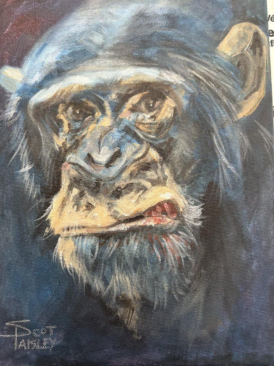 scot_paisley's tweet photo. Passion - Acrylic on canvas, 12”x9”. 
Original art for sale, if interested, DM me.

#scotpaisley #acrylicpainting #acryliconcanvas #chimpanzee #chimpanzeeportrait #newartistalert #wwf #africanart #canadianartist #chimpofinstagram #calgaryzoo #harleybrown @goldenpaints https://t.co/ueeflZILwT