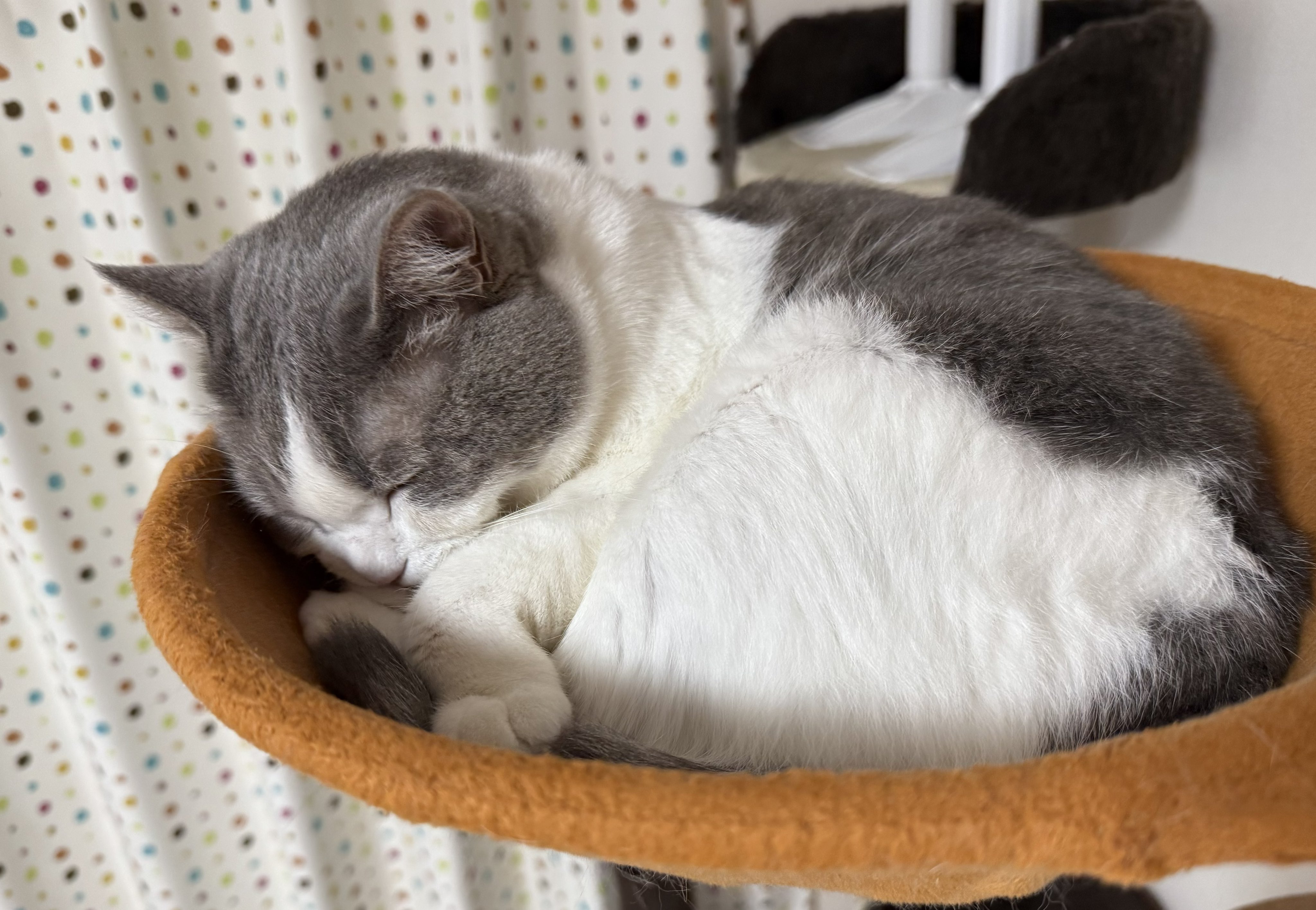 ゆっくりねこ 様 kazu✨ on X: 