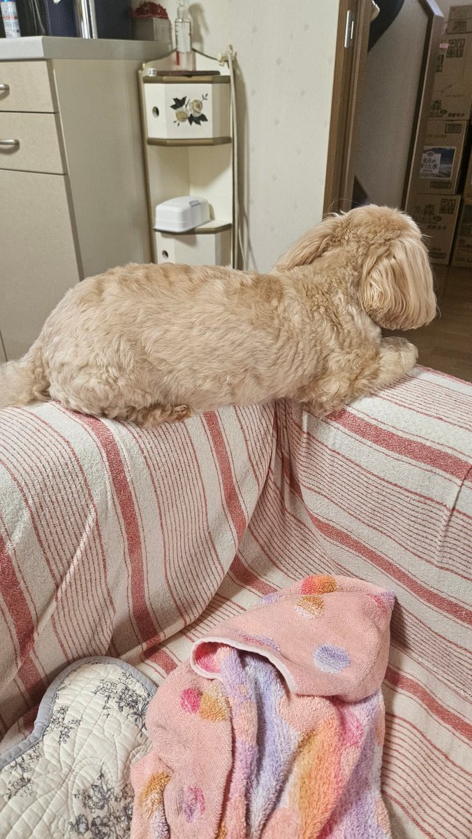 ☆ どんちゃん( ´ ▽ ` )ノページ☆ DontPeekchan👀どんぴちゃん (@dontpeeksan) / X