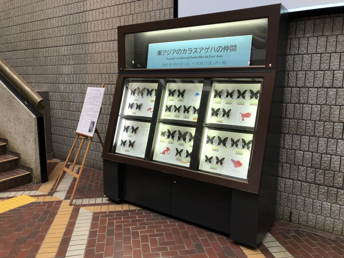 ネコ　大阪 楽天市場】猫ハウス猫小屋SUV車の形段ボール猫スクラッチボド