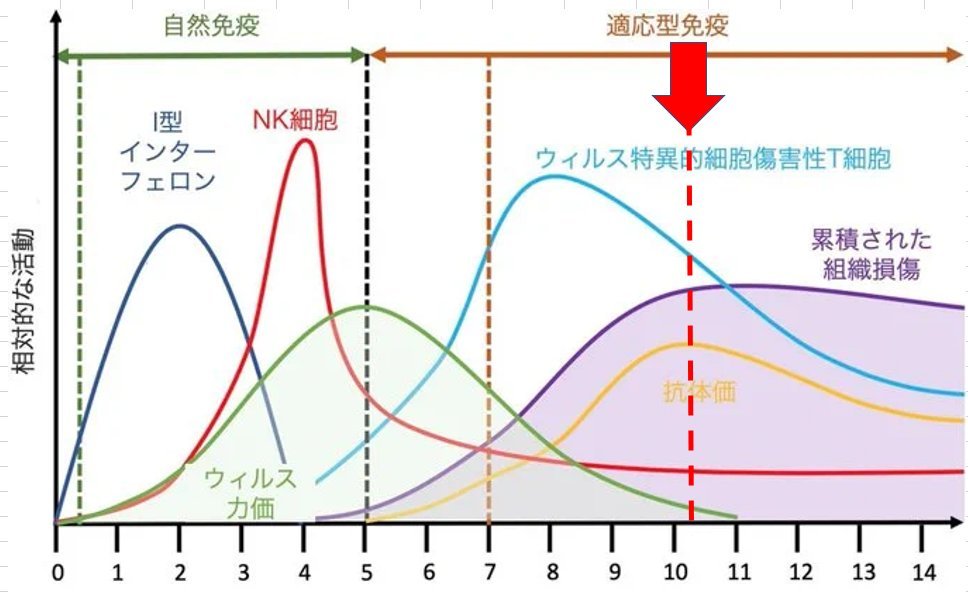 コロナ感染に有効なのは、
【抗体(B細胞)】よりも 
【キラーＴ細胞❗️】
はい。
ウイルス負荷を下げるのは、この図のNK細胞とキラーT細胞(細胞障害性T細胞)です。
ウイルス力価は抗体が産生されるときには既にピークを過ぎている。