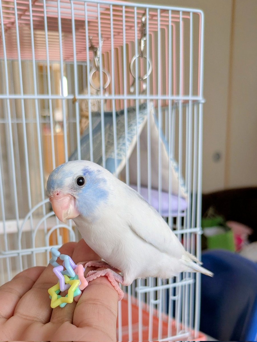一週間前に新しい家族お迎えしてました😆　リンク　宜しくね☺️

♯マメルリハ