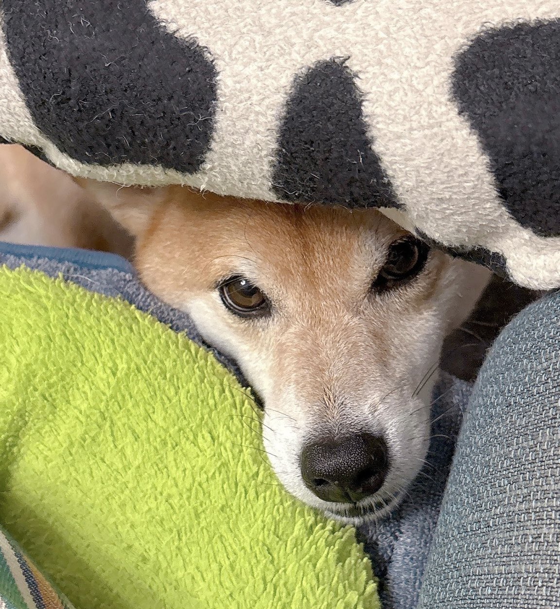 柴犬むぎ 走っている時の豪快さからは想像がつかないほど普段はのんびりや