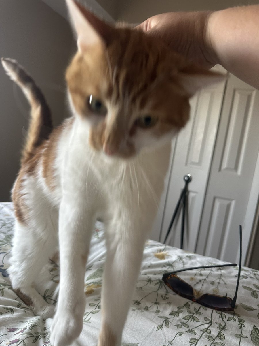 Earlier today…I got pets