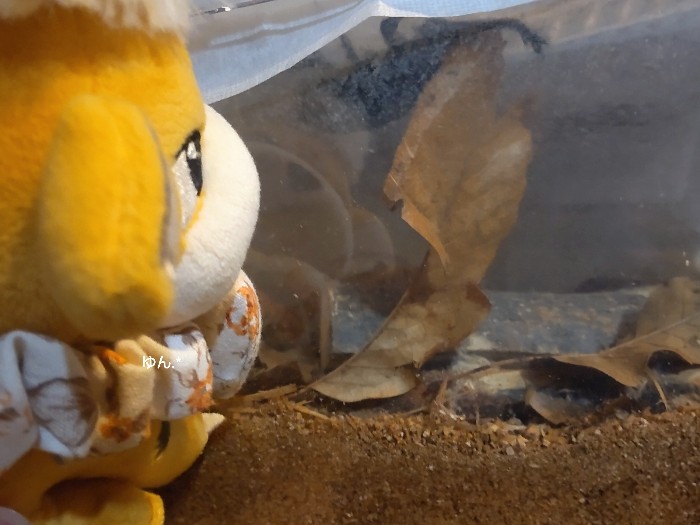 カブトムシまだまだ元気っ🌱*
いなくなると寂しくなるから長生きしてね🥺
#ポケモンfit