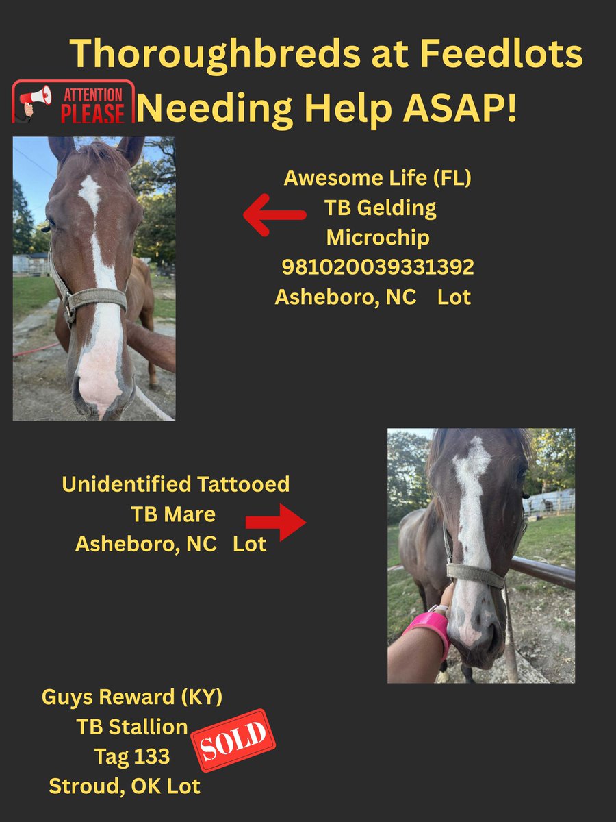 🆘🆘🆘🆘🆘🆘👉 Poster 09-08-25. More thoroughbreds at lots needing help. Who is going to help them? Awesome Life (FL) is a young 3 year old gelding last raced March 2025. Torrid Tommy (CA)  only 7 years old. 18 year old Thoroughbred stallion Guys Reward (KY) and winner of over