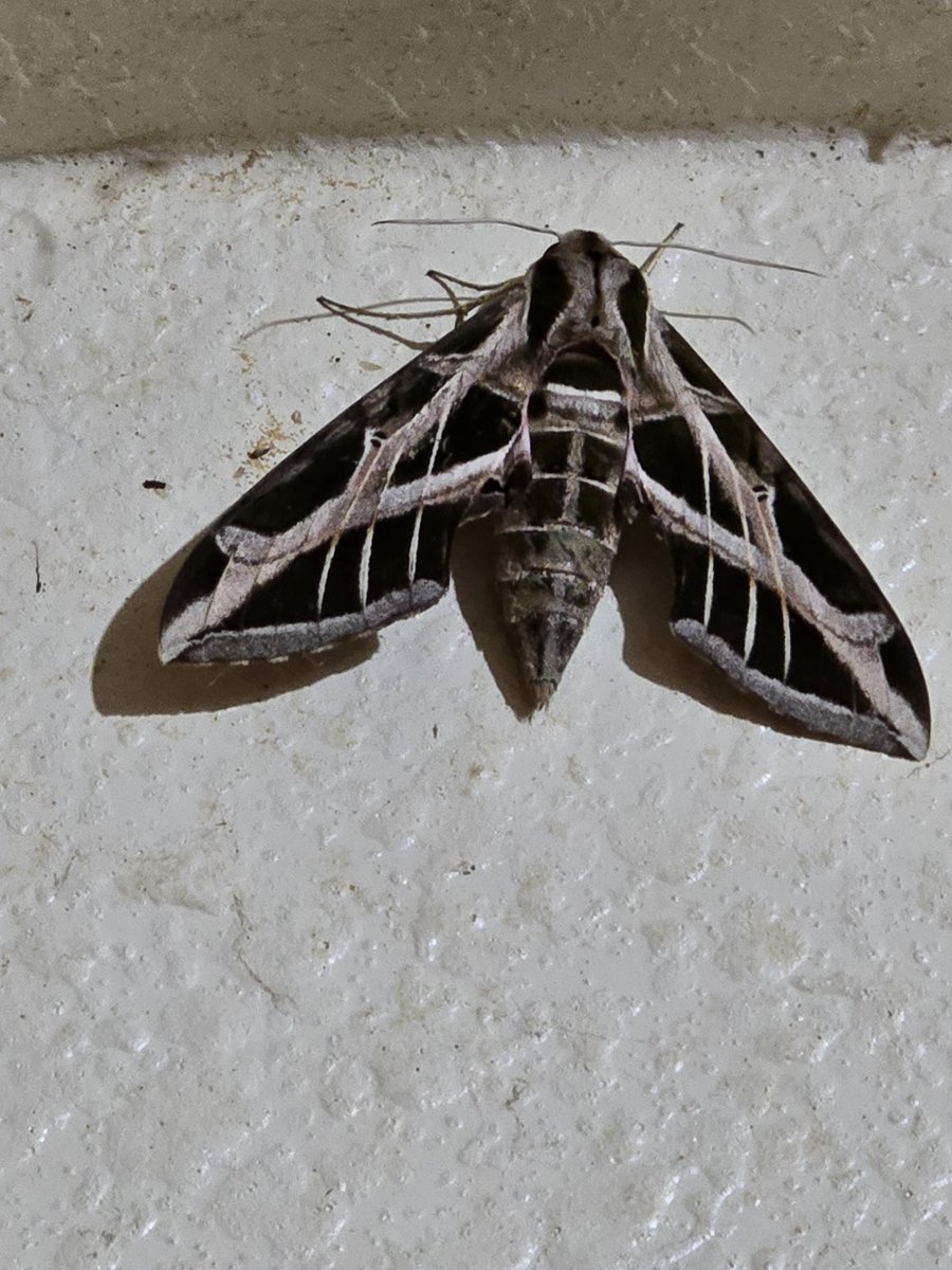 Made a new friend this evening! 🤷🏻‍♂️