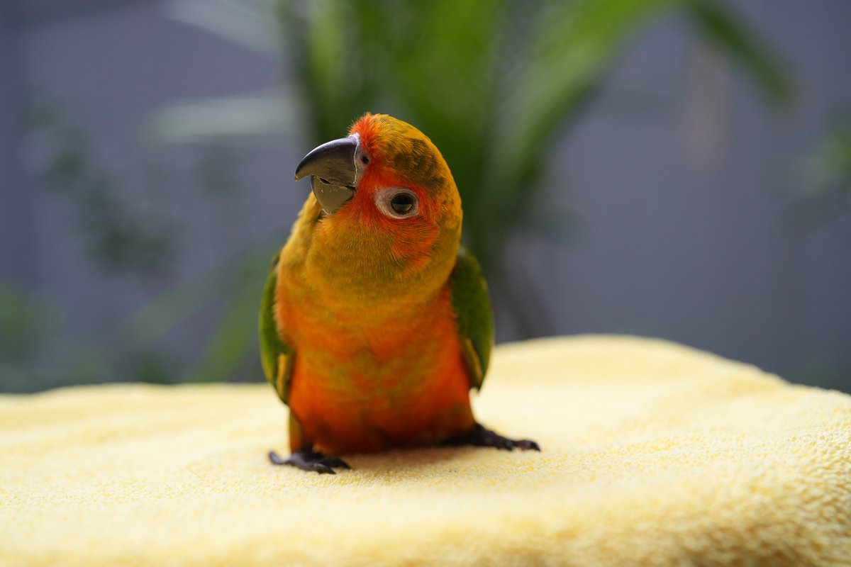 brooklynyc's tweet photo. Our parrots at our BrooklyNYC Art Gallery had babies so we started https://t.co/9v1rqjY4E9 Aviary!!! A reddish orange Sun Conure born July 16th 2025, available now! #sunconure #parrot #conure #nyc #bird #aviary  #baby #bkynyc #brooklynyc #Brooklyn #fortgreene https://t.co/7wHMPlN9yV