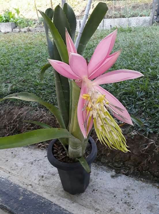 I loved this flower
#flowers