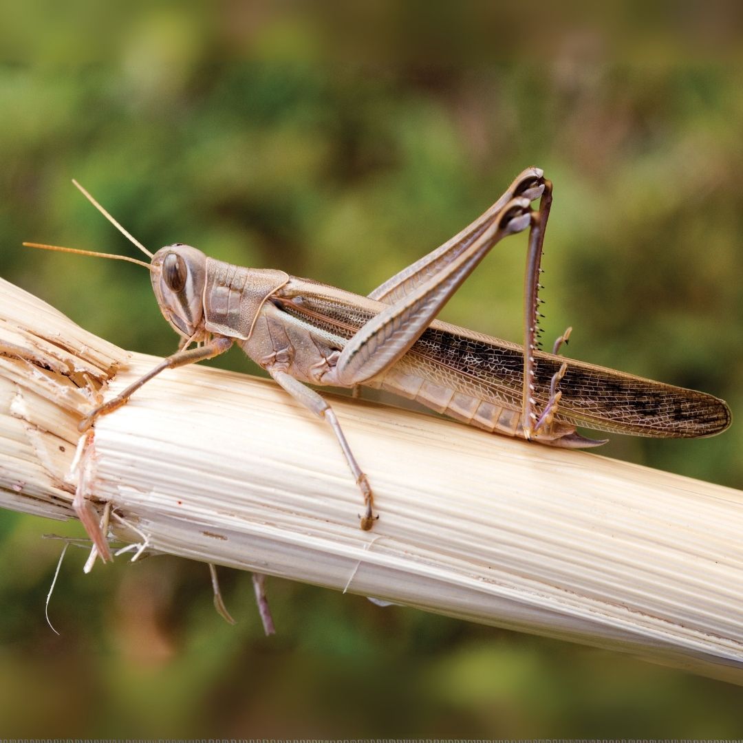 Wet weather events have provided ideal conditions for locust breeding across parts of Qld 🌧️

Locust plagues can cause widespread and severe damage to pastures and crops🌱 🌾

Please report locust &amp; nymph sightings to Biosecurity Qld on 13 25 23 or online: okt.to/pSv3Uh