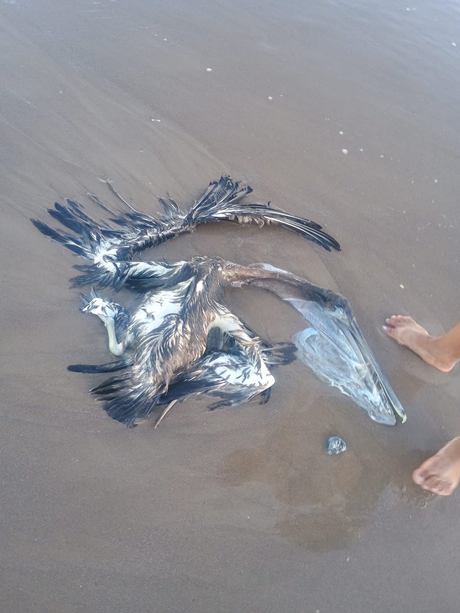 ArozenaAR's tweet photo. #ArozenaNoticias • Conibio Global A.C. alerta grave crisis #ambiental en #PlayaBagdad, #Matamoros, #Tamaulipas: +200 pelícanos muertos, 50 heridos y tortuga lora en peligro. Denuncian inacción de #CONAPESCA y preparan manifestación para frenar este ecocidio marino. https://t.co/zJXiRqkacM